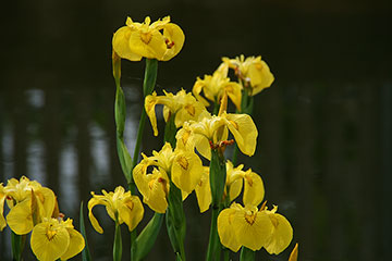 Iris pseudacorus 