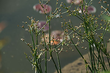 Juncus articulatus