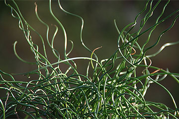 Juncus effusus f. spiralis