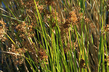 Juncus effusus 