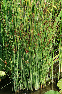 Juncus inflexus