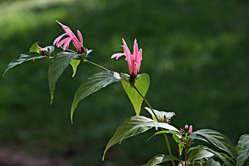 Justicia brasiliana