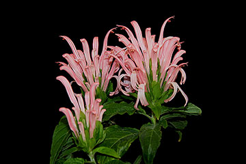 Justicia carnea