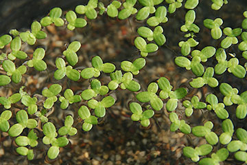 Lemna minor