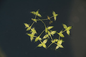 Lemna trisulca 