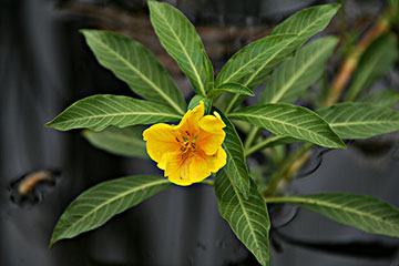 Ludwigia palustris