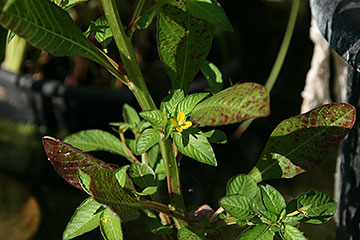 Ludwigia perennis