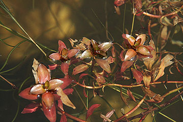 Ludwigia repens