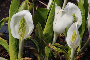 Lysichiton camtschatcensis