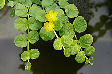 Lysimachia nummularia