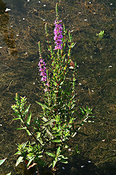 Lythrum salicaria 