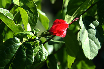 Malvaviscus arboreus