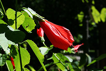 Malvaviscus penduliflorus