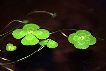 Marsilea mutica