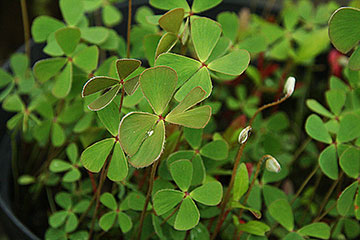 Marsilea quadrifolia