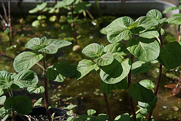 Mentha aquatica