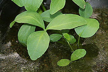 Menyanthes trifoliata