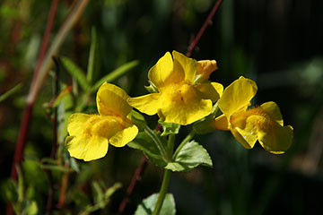 Mimulus guttatus