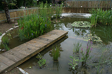 My Pond