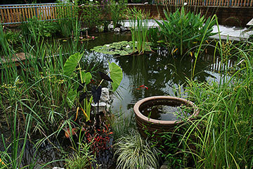 My Pond