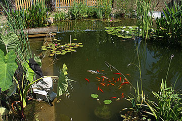 My Pond