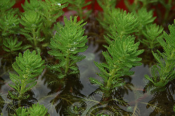 Myriophyllum aquaticum