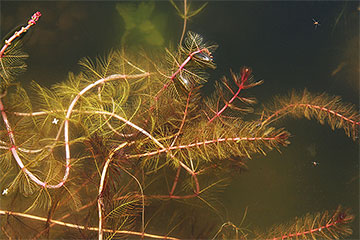 Myriophyllum spicatum