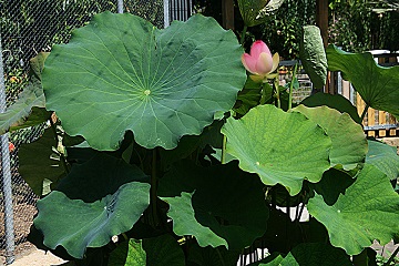 Nelumbo nucifera