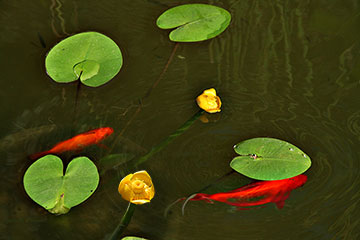 Nuphar lutea