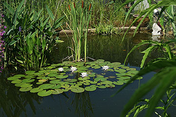 My Pond