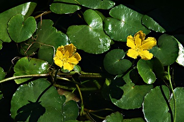 Nymphoides peltata