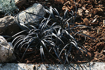 Ophiopogon planiscapus 'Nigrescens'