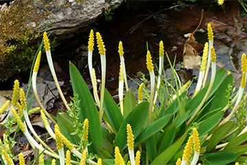 Orontium aquaticum