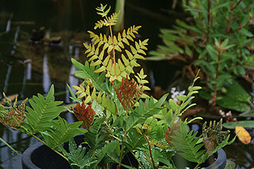 Osmunda regalis