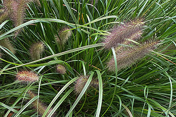 Muhlenbergia capillaris