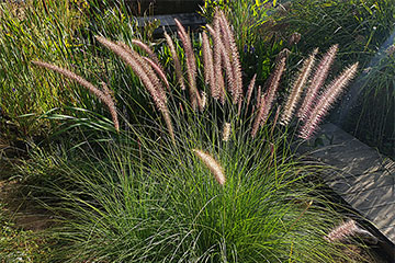 Pennisetum setaceum