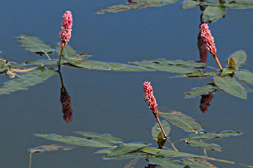 Persicaria amphibia