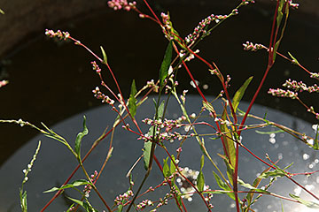 Persicaria hydropiper