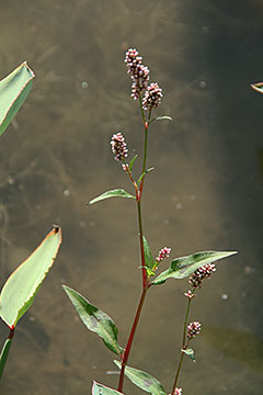 Persicaria maculosa 