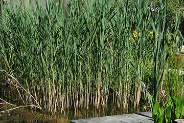 Phragmites australis