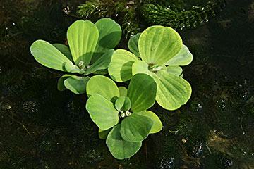 Pistia stratiotes