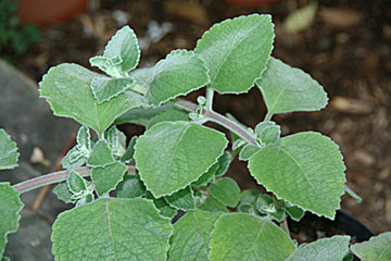 Plectranthus argentatus