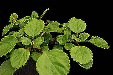 Plectranthus parviflorus