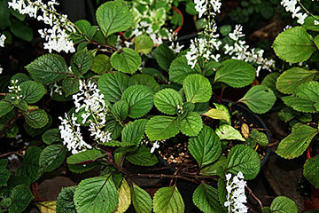 Plectranthus purpuratus