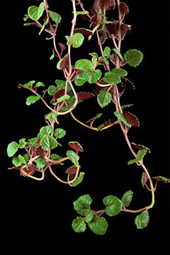 Plectranthus verticillatus