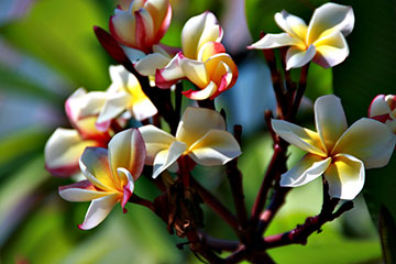 Plumeria rubra