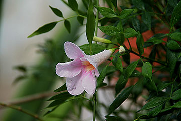 Podranea ricasoliana