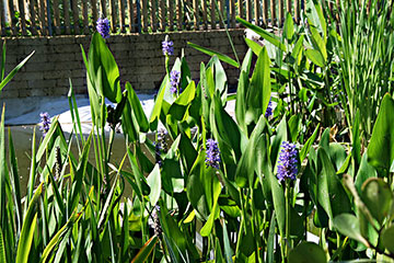 Pontederia cordata