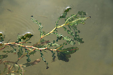 Potamogeton crispus