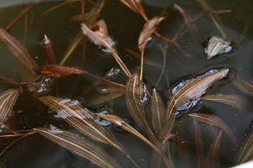 Potamogeton nodosus